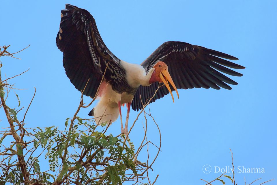 Photo of Kokkare Bellur Bird Sanctuary near Bengaluru 3/10 by Dolly