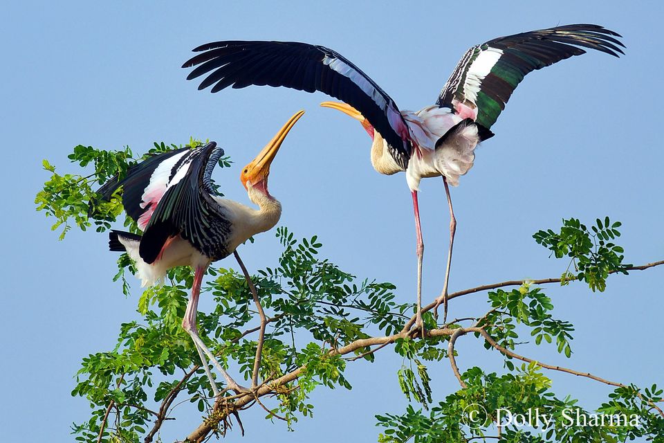 Photo of Kokkare Bellur Bird Sanctuary near Bengaluru 8/10 by Dolly