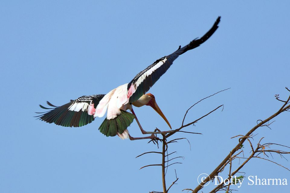 Photo of Kokkare Bellur Bird Sanctuary near Bengaluru 9/10 by Dolly