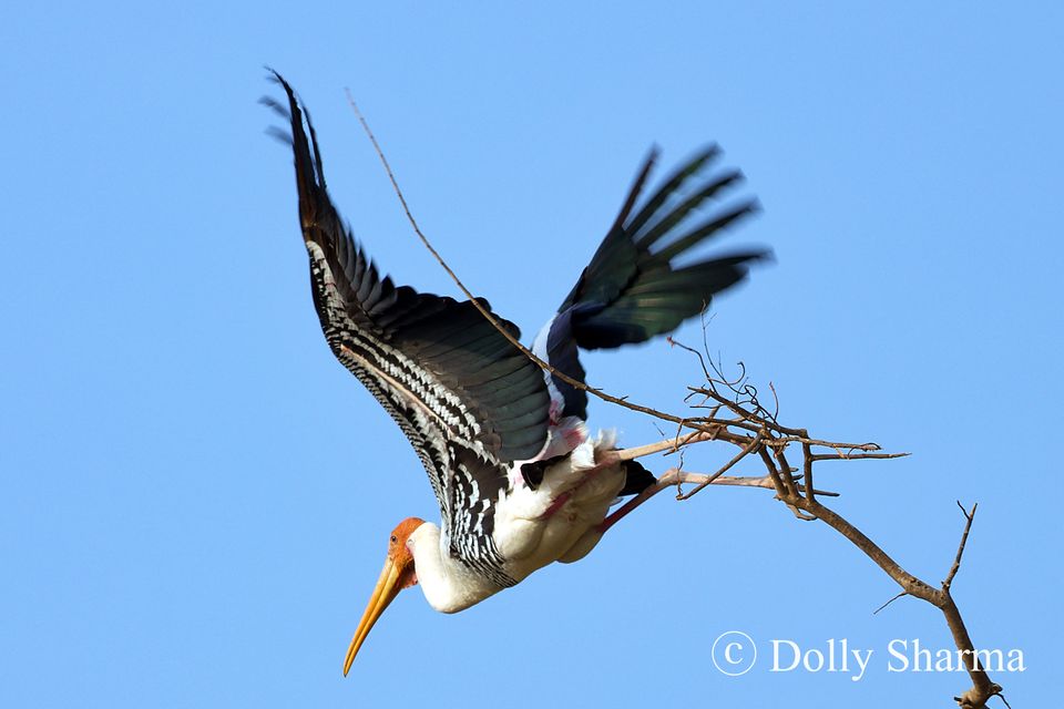 Photo of Kokkare Bellur Bird Sanctuary near Bengaluru 10/10 by Dolly