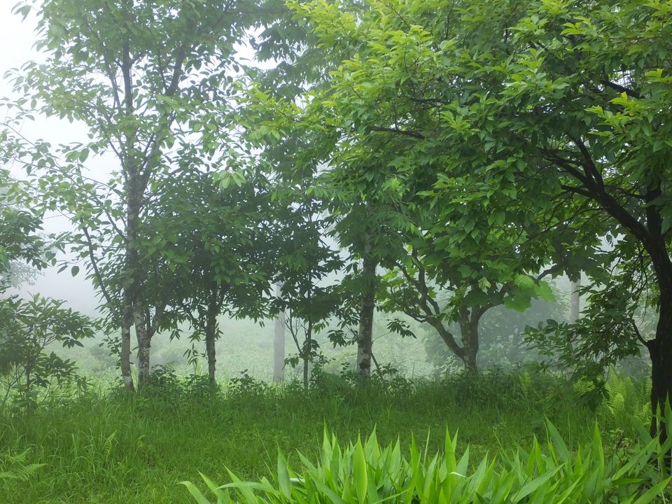 Photo of Haunting of the memories of Sikkim by Tarun J