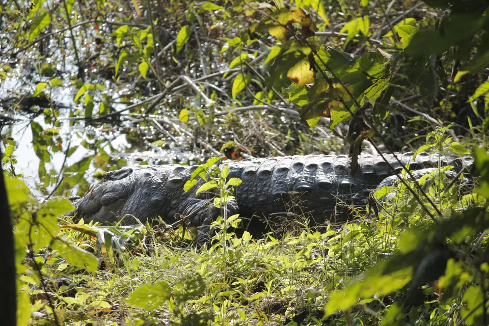 Photo of Chitwan, Central Region, Nepal by Abhishek Saha
