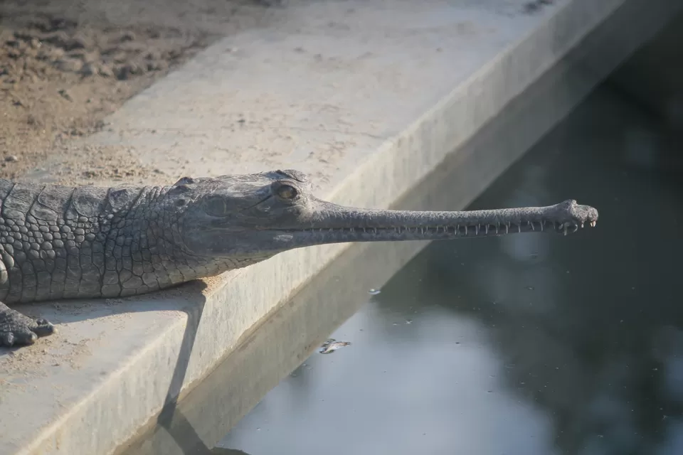 Photo of Chitwan, Central Region, Nepal by Abhishek Saha