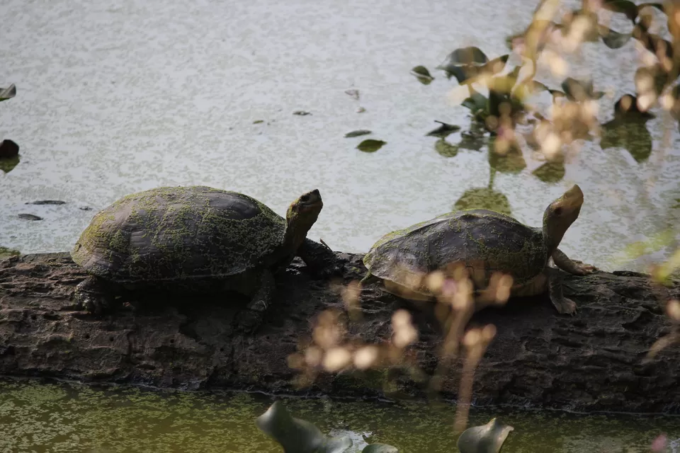 Photo of Chitwan, Central Region, Nepal by Abhishek Saha