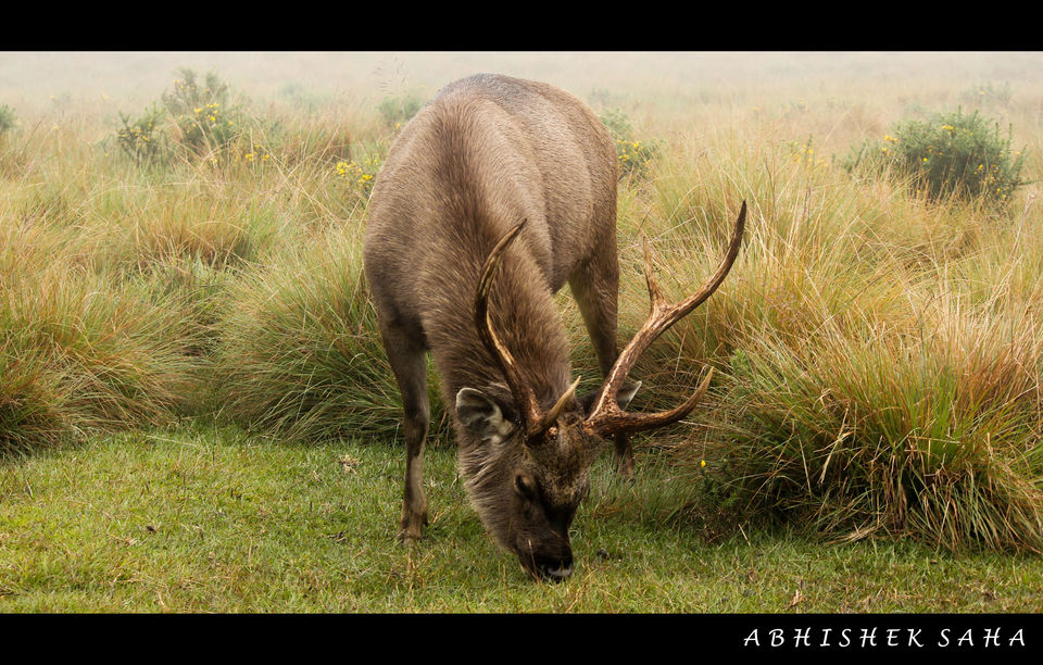 Photo of Honeymooning in Ravan's land 3/11 by Abhishek Saha