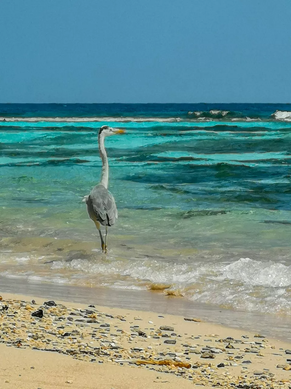 Photo of Bikini Beach, Rasdhoo, Maldives by NaughtyandCurly