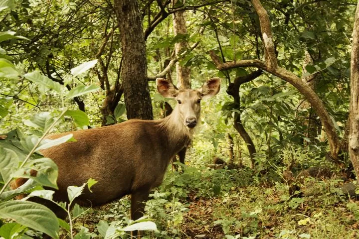 Photo of Satmaliya Deer Park, Dapada, Dadra and Nagar Haveli, India by NaughtyandCurly