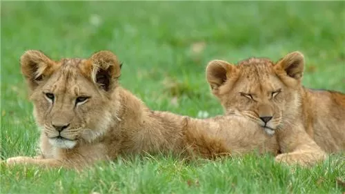 Photo of Silvassa Vasona Lion Safari, Silvassa - Bhilad Road, Silvassa, Dadra and Nagar Haveli, India by NaughtyandCurly