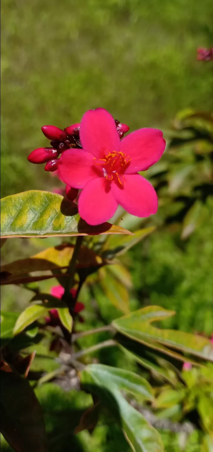 Photo of To unknown Forrests by Akash Patil