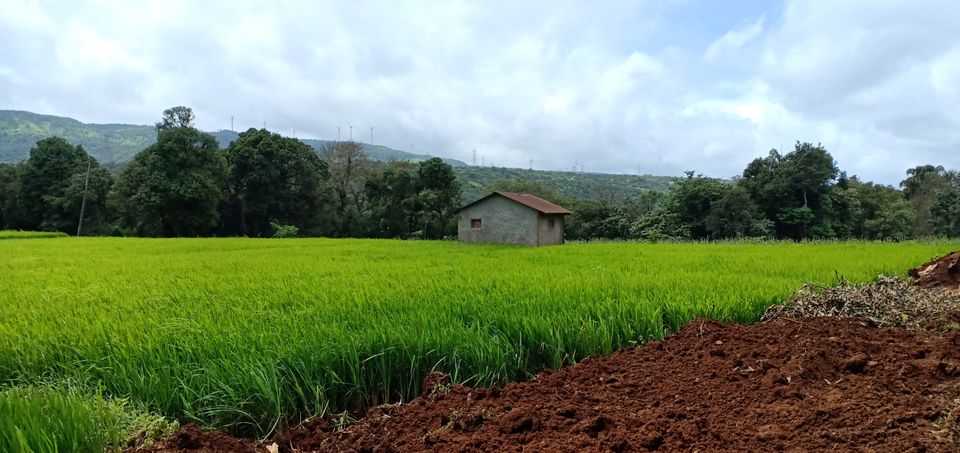 Photo of To unknown Forrests by Akash Patil