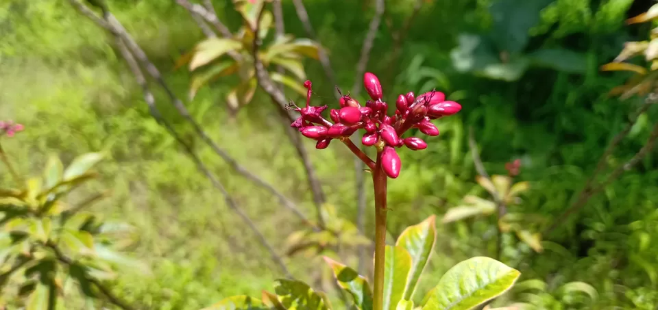 Photo of To unknown Forrests by Akash Patil