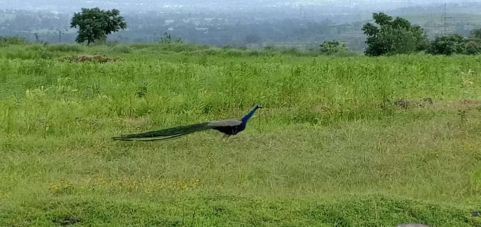 Photo of To unknown Forrests by Akash Patil