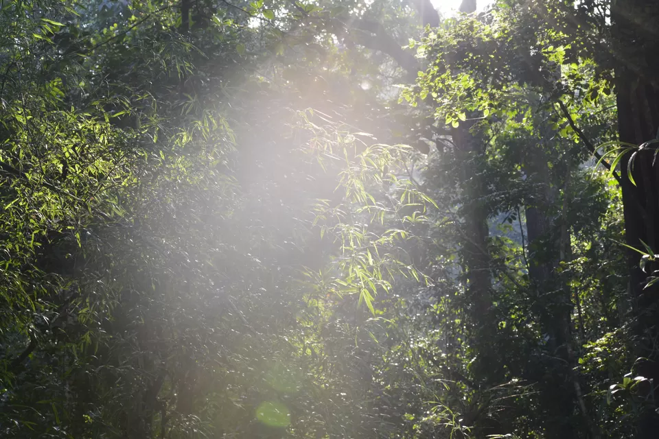 Photo of Bhadra Wildlife Sanctuary, Chickmagaluru, Karnataka, India by Ayushee Chaudhary