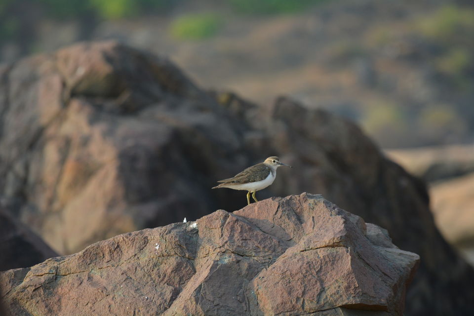 Photo of Hopping by the beaches on a soothing evening by Ayushee Chaudhary