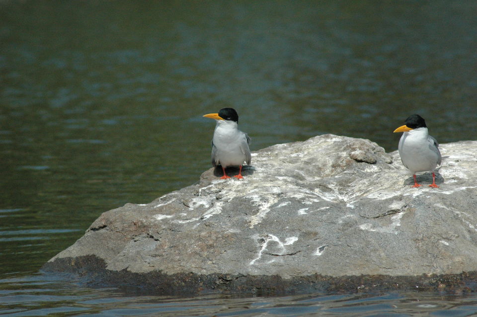 Photo of Ranganathittu Bird Sanctuary, Srirangapatna, Karnataka, India by Ayushee Chaudhary