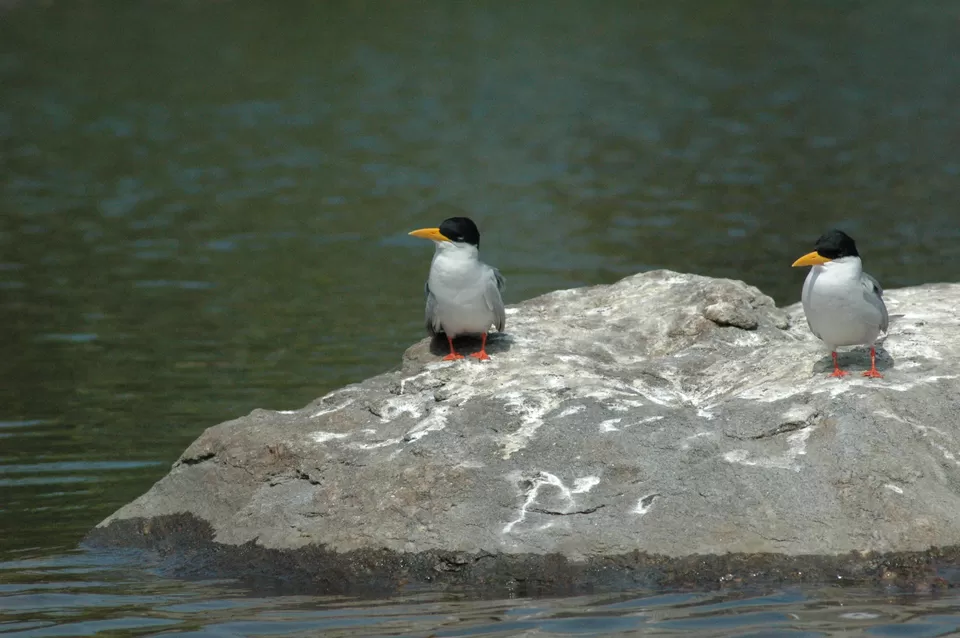 Photo of Ranganathittu Bird Sanctuary, Srirangapatna, Karnataka, India by Ayushee Chaudhary