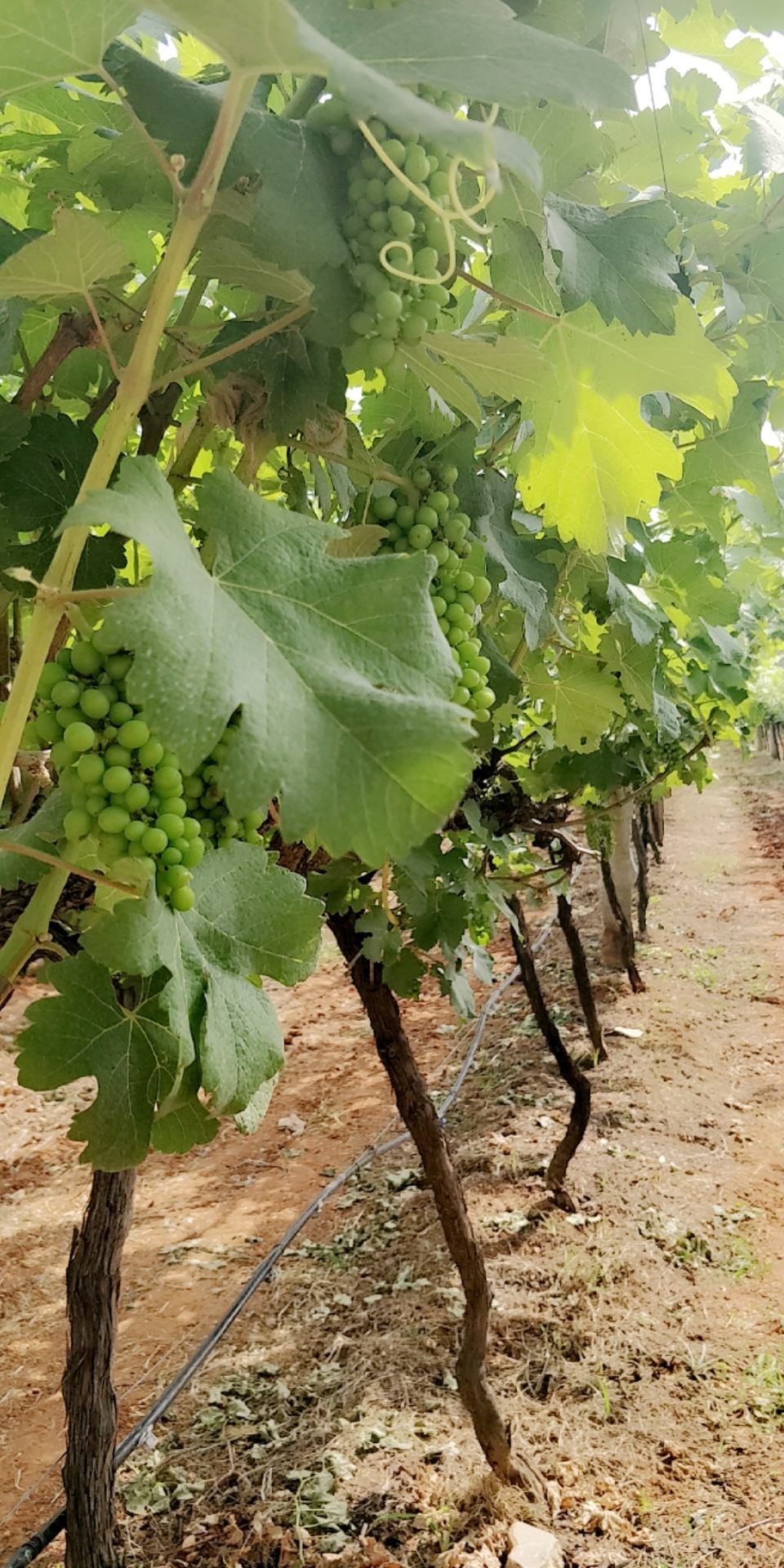 Photo of Heritage Winery Pvt. Ltd., Bangalore - Malur Road, Malur, Karnataka, India by Ayushee Chaudhary