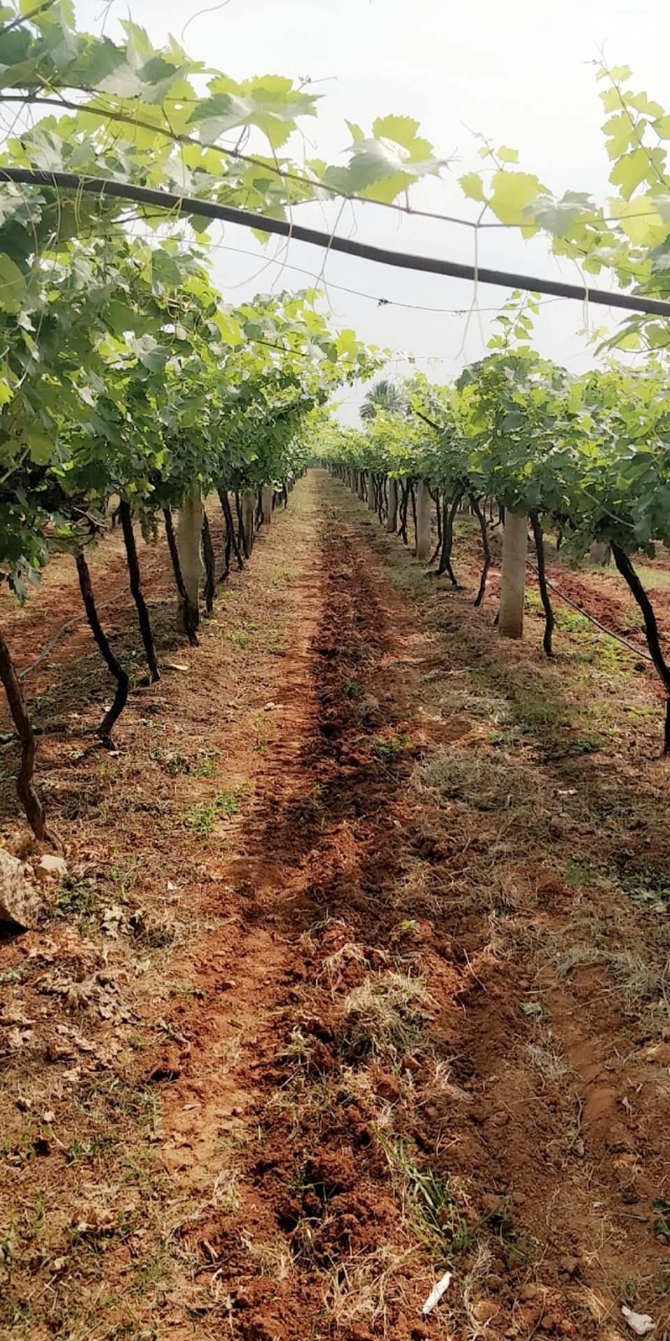 Photo of Heritage Winery Pvt. Ltd., Bangalore - Malur Road, Malur, Karnataka, India by Ayushee Chaudhary