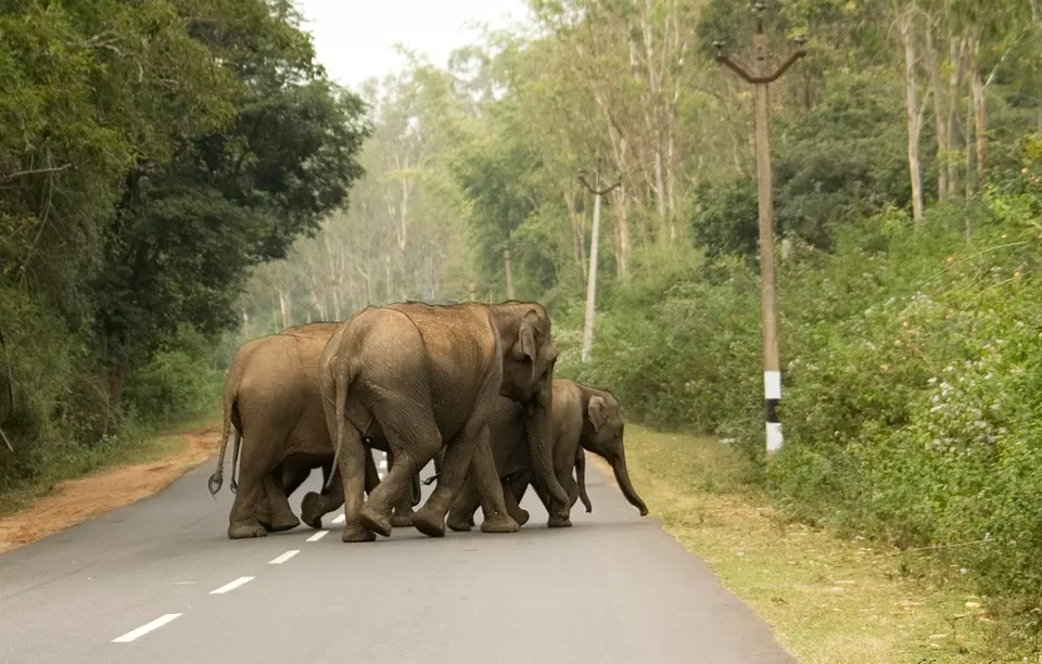 Photo of Into the wild at Sathyamangalam by Ayushee Chaudhary