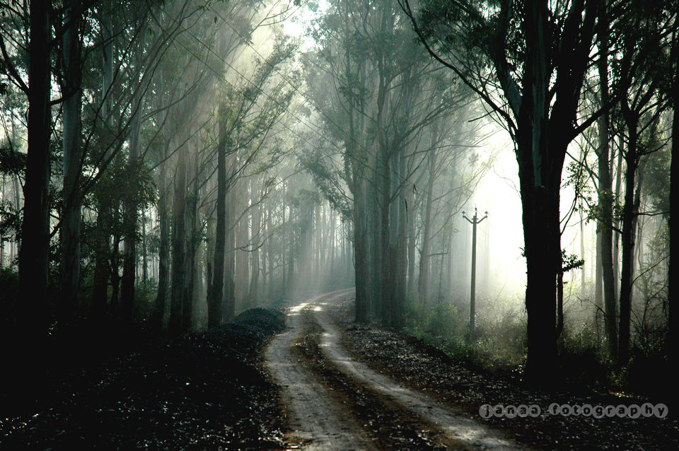 Photo of Into the wild at Sathyamangalam by Ayushee Chaudhary