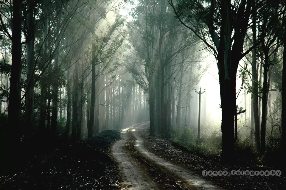 Photo of Into the wild at Sathyamangalam by Ayushee Chaudhary