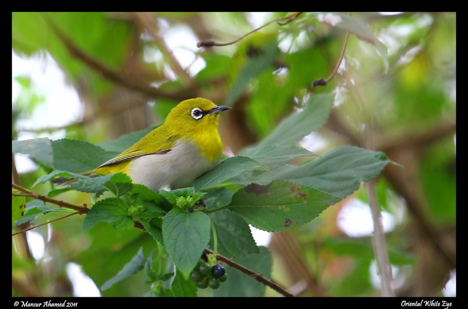 Photo of Into the wild at Sathyamangalam by Ayushee Chaudhary