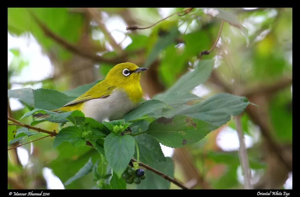 Photo of Into the wild at Sathyamangalam by Ayushee Chaudhary