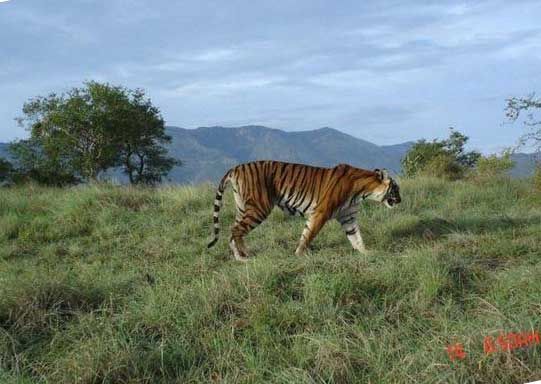 Photo of Into the wild at Sathyamangalam by Ayushee Chaudhary