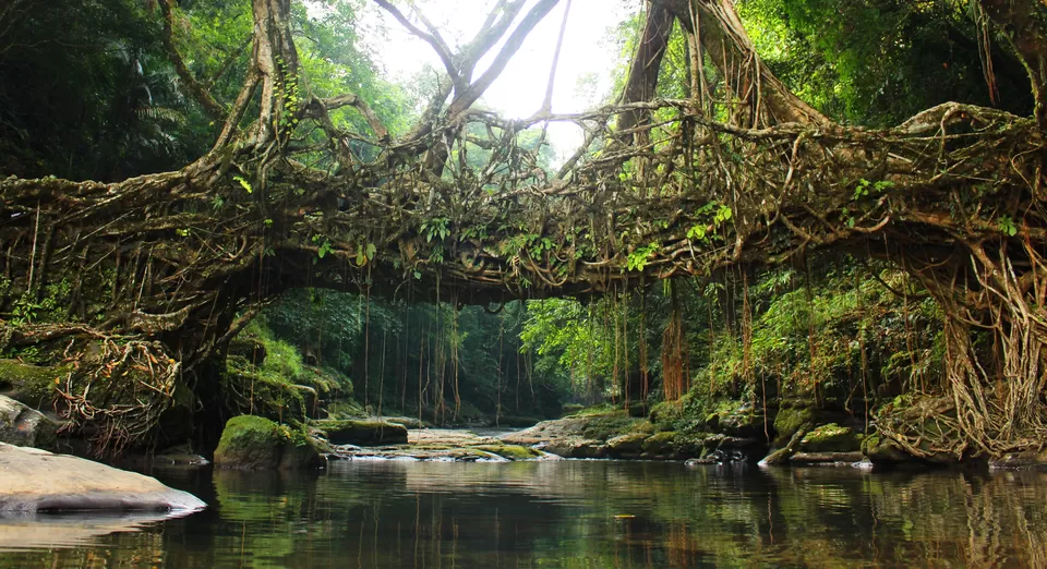 Photo of Living Root Bridge, Meghalaya, India by Ayushee Chaudhary
