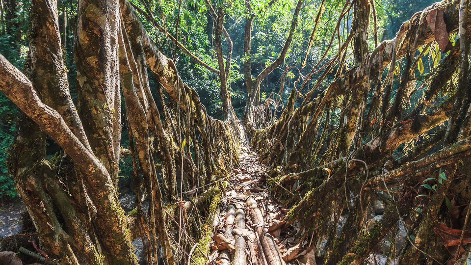 Photo of India's most beautiful bridges by Ayushee Chaudhary
