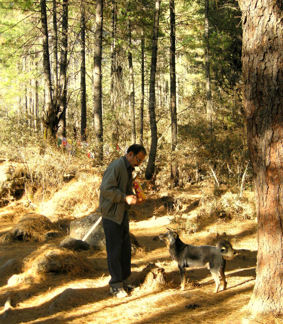 Photo of Magical Bhutan! Trek to Tiger's Nest & more.. by Amrita