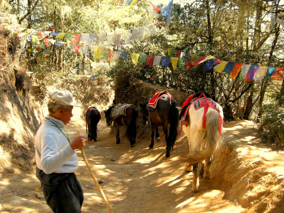 Photo of Magical Bhutan! Trek to Tiger's Nest & more.. by Amrita
