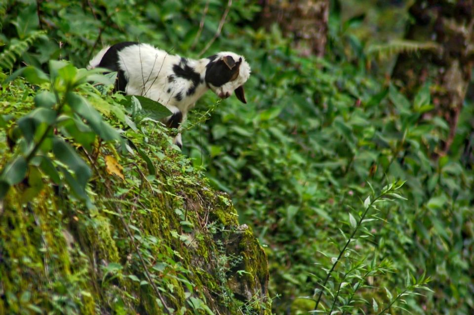 Photo of Mesmerising Sikkim 28/59 by swaraj