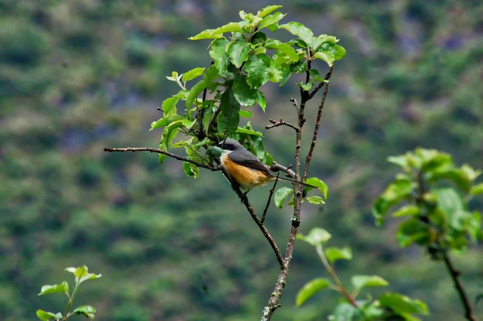 Photo of Mesmerising Sikkim 18/59 by swaraj