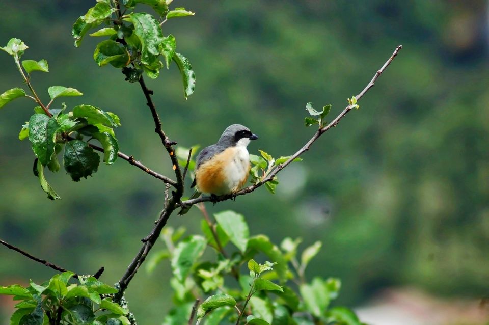 Photo of Mesmerising Sikkim 16/59 by swaraj