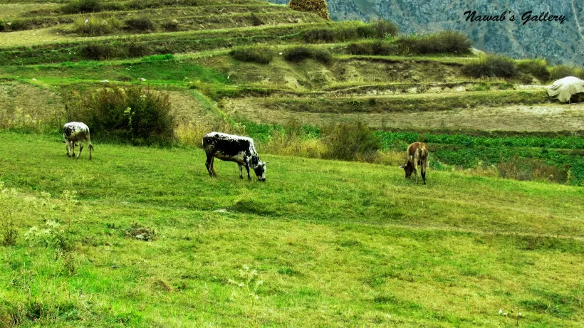 Photo of Lalazar Road, Batakundi, Pakistan by Nawab Tanweer Ahmad