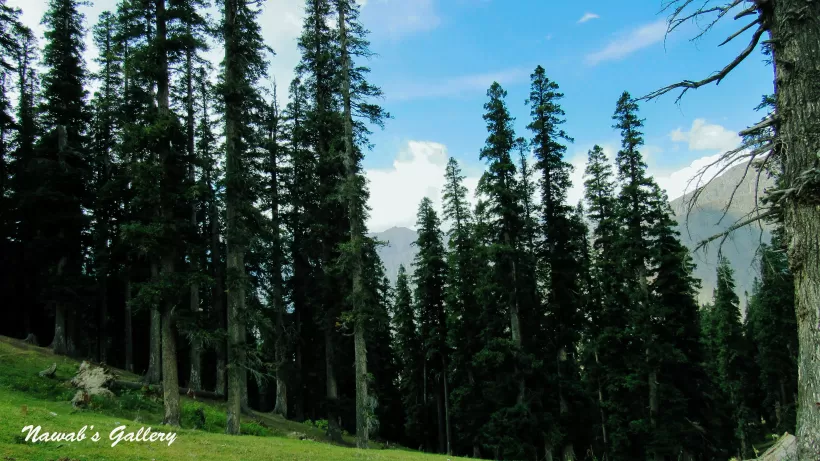 Photo of Lalazar Road, Batakundi, Pakistan by Nawab Tanweer Ahmad