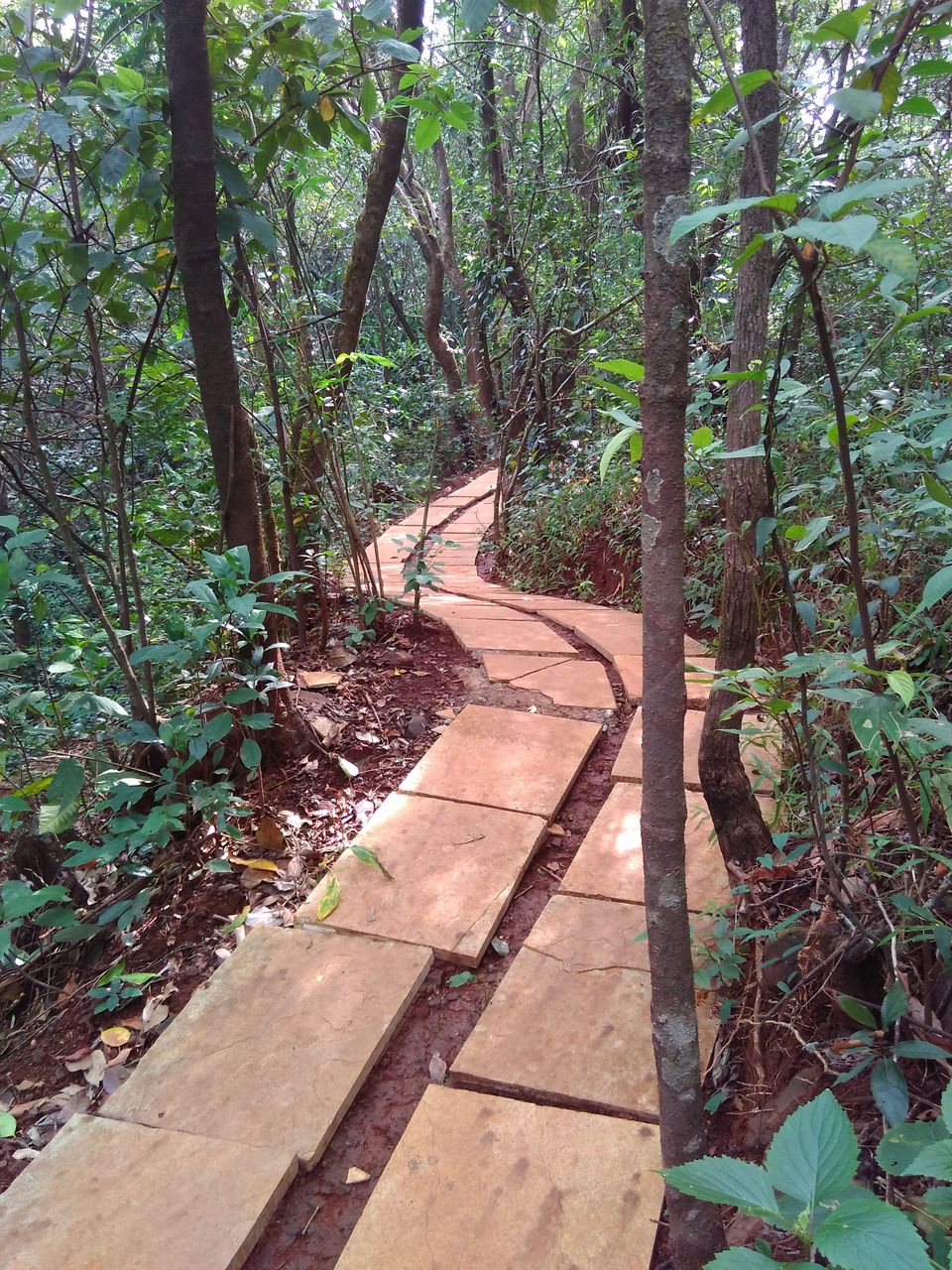 Photo of Treehouse Getaway Out of Mumbai: A Hop, Skip & Jump Away! 18/31 by Rajita Ramachandram