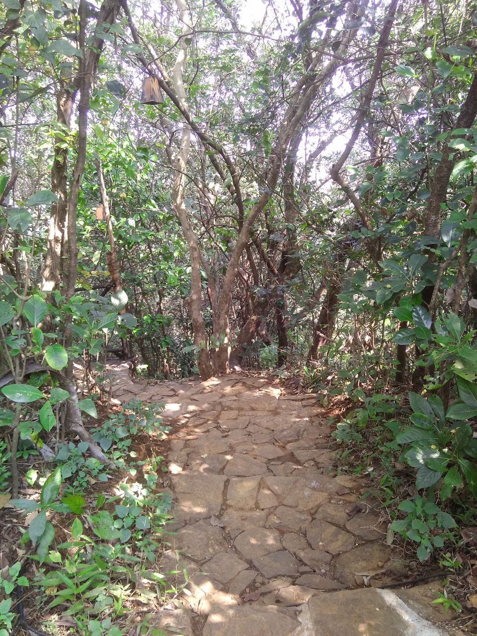 Photo of Treehouse Getaway Out of Mumbai: A Hop, Skip & Jump Away! 23/31 by Rajita Ramachandram