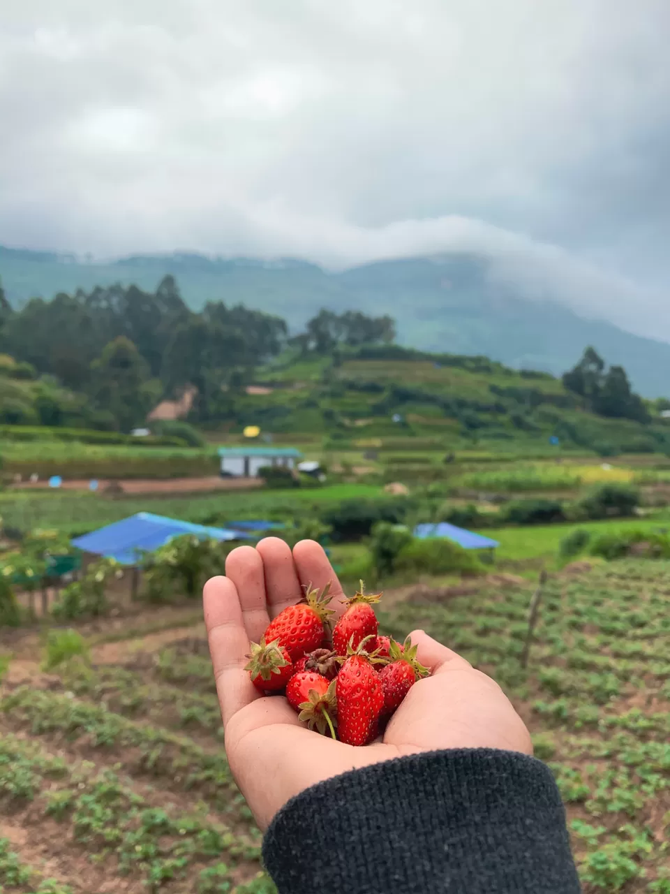 Photo of Munnar, Kerala, India by Cloudwalker!
