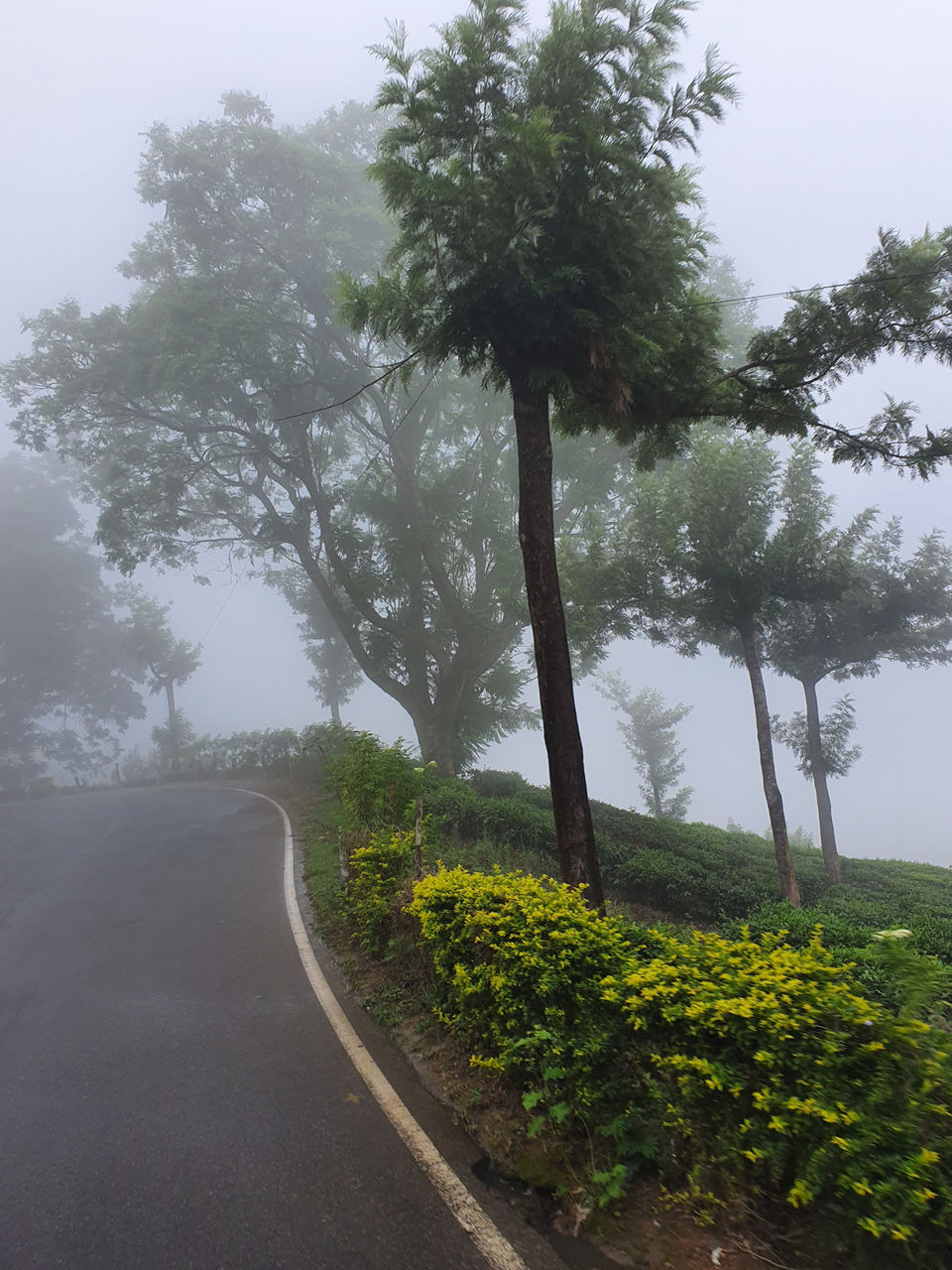 Photo of Munnar, Kerala, India by Cloudwalker!