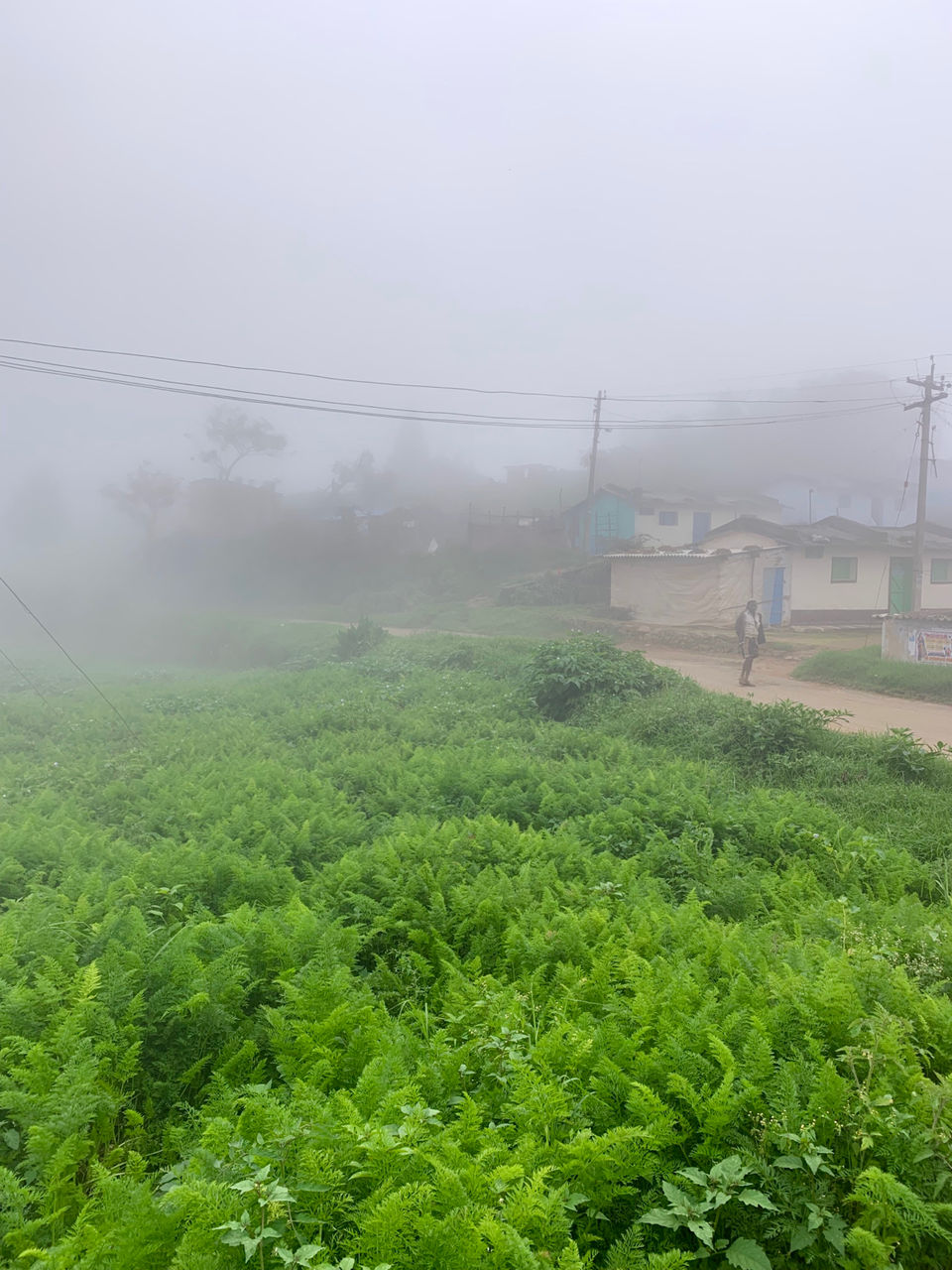 Photo of Kookal - Poombarai Road, Kookal, Tamil Nadu, India by Cloudwalker!