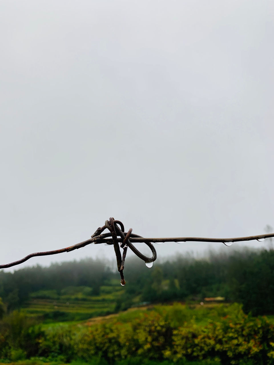Photo of Kookal - Poombarai Road, Kookal, Tamil Nadu, India by Cloudwalker!