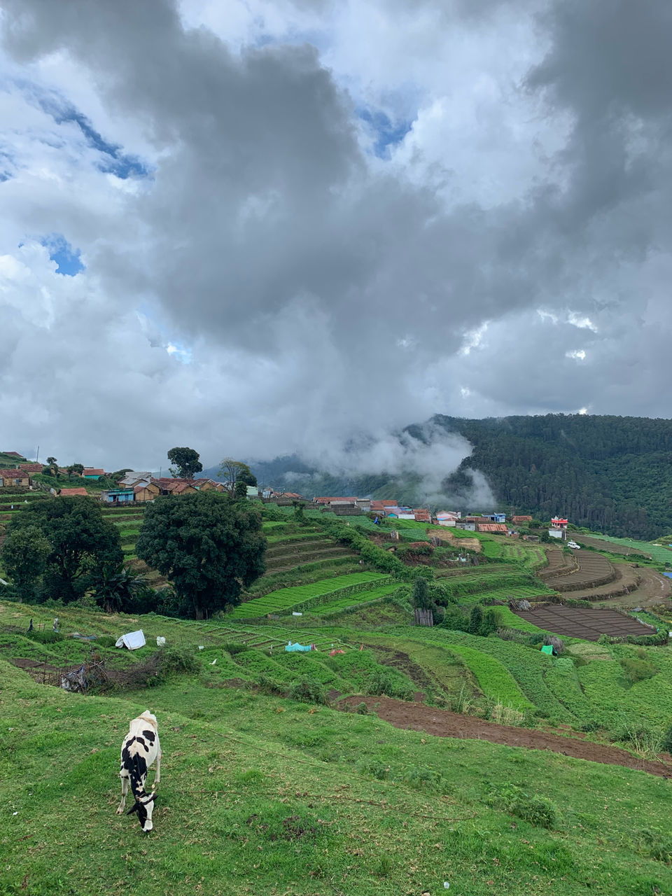 Photo of Kookal - Poombarai Road, Kookal, Tamil Nadu, India by Cloudwalker!