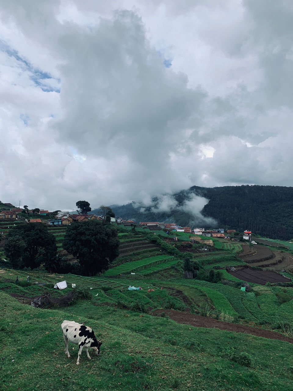Photo of Kookal - Poombarai Road, Kookal, Tamil Nadu, India by Cloudwalker!
