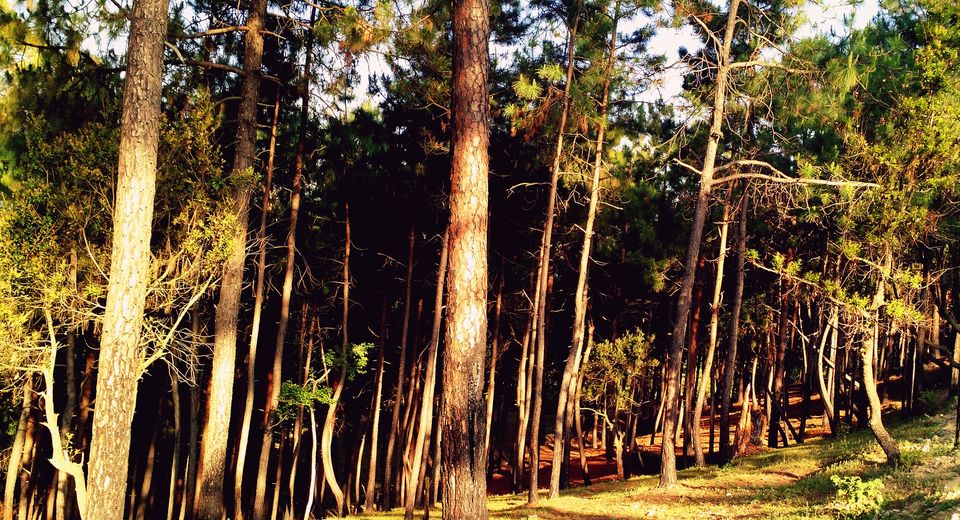 Photo of Few Himalayan Days – Ranikhet, Kausani, and Nainital 5/17 by Shivendra Singh