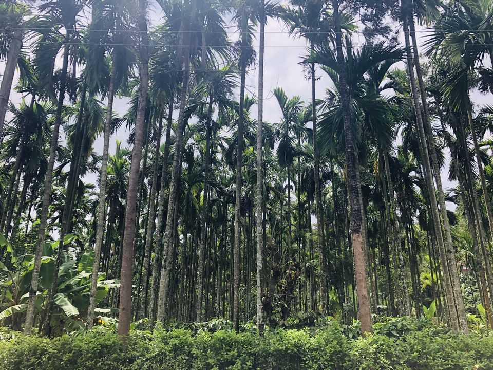 Photo of Nagarhole National Park And Tiger Reserve, Mysore - Madikeri Rd, Hunsur, Karnataka, India by Vrundesh