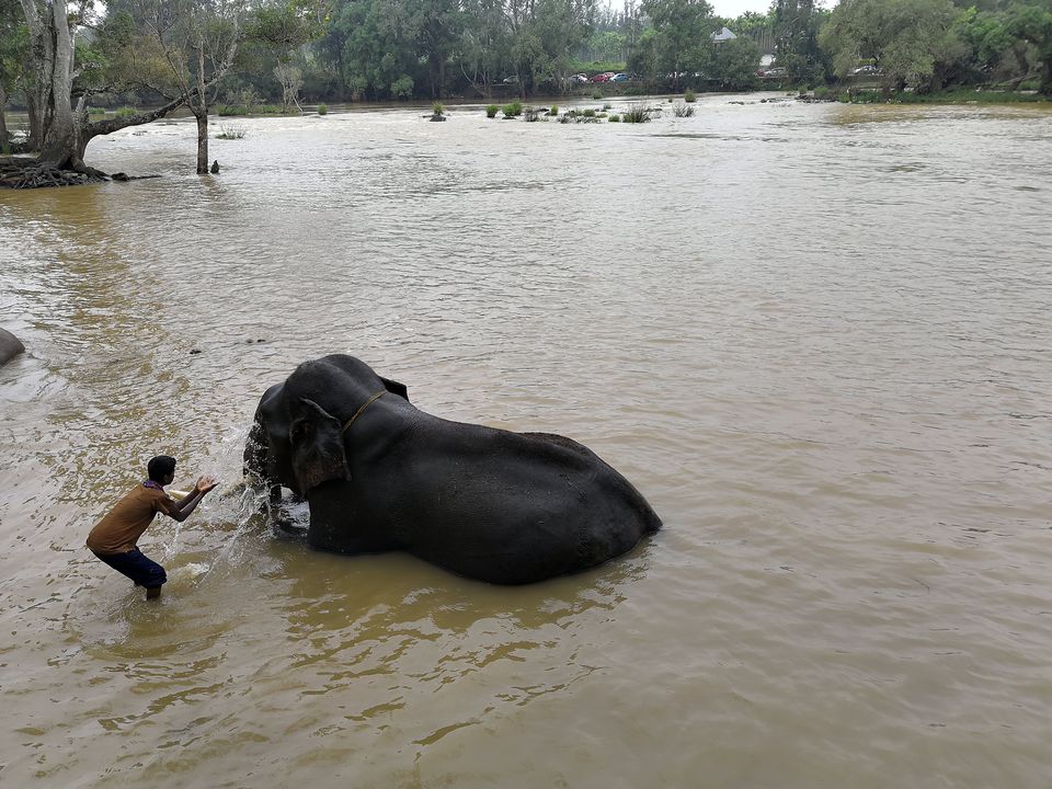 Photo of Dubare Elephant Camp, Nanjarayapatna, Karnataka, India by Akshay Gaglekar