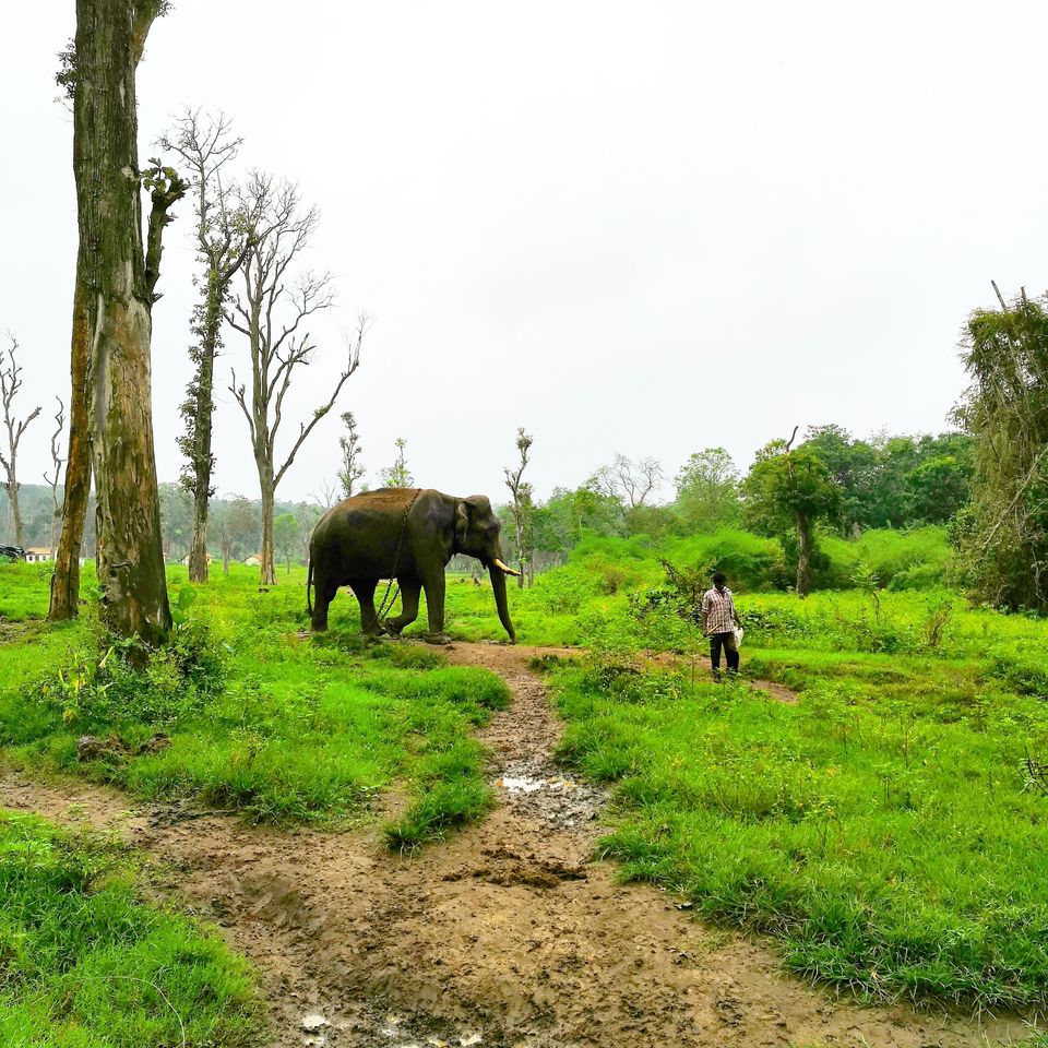Photo of Dubare Elephant Camp, Nanjarayapatna, Karnataka, India by Akshay Gaglekar