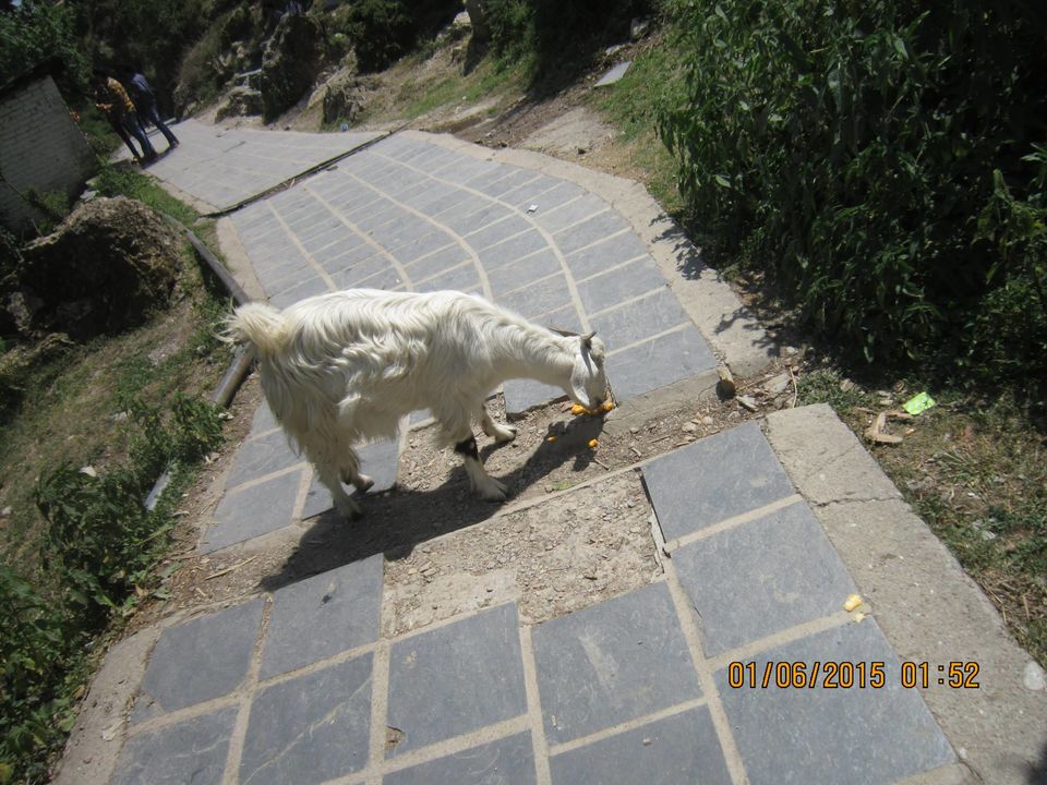 Photo of Mcleodganj – A mystical land 2/26 by pawar sheetal